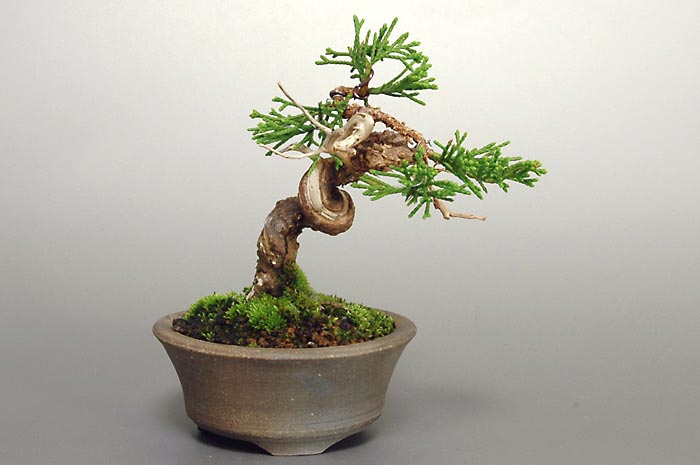 シンパクW（しんぱく・真柏）松柏盆栽を左側から見た景色・Juniperus chinensis bonsai