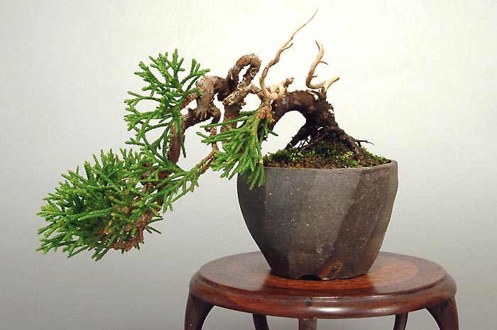 ミニ盆栽・シンパクY（しんぱく・真柏）松柏盆栽を裏側から見た景色・Juniperus chinensis bonsai