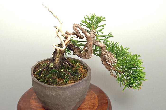 ミニ盆栽・シンパクY（しんぱく・真柏）松柏盆栽を左側から見た景色・Juniperus chinensis bonsai