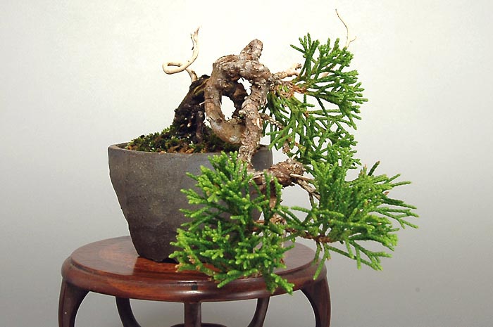 ミニ盆栽・シンパクY（しんぱく・真柏）松柏盆栽を右側から見た景色・Juniperus chinensis bonsai