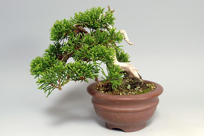 シンパクZ-2（しんぱく・真柏）松柏盆栽を裏側から見た景色・Juniperus chinensis bonsai
