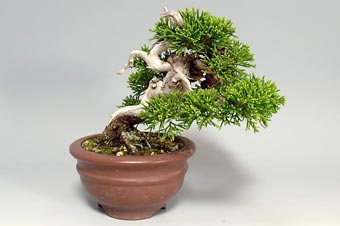 シンパク-Z（しんぱく・真柏）盆栽の樹作りの参考樹形・Juniperus chinensis Best bonsai
