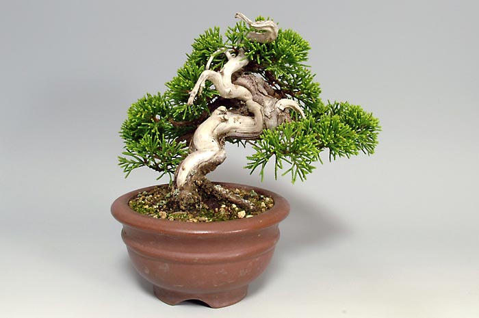 シンパクZ-3（しんぱく・真柏）松柏盆栽を右側から見た景色・Juniperus chinensis bonsai