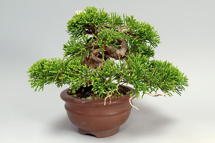 シンパクZ-4（しんぱく・真柏）松柏盆栽を左側から見た景色・Juniperus chinensis bonsai