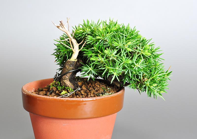 トショウA（としょう・杜松）ミニ盆栽の販売と育て方・作り方・Juniperus rigida bonsai