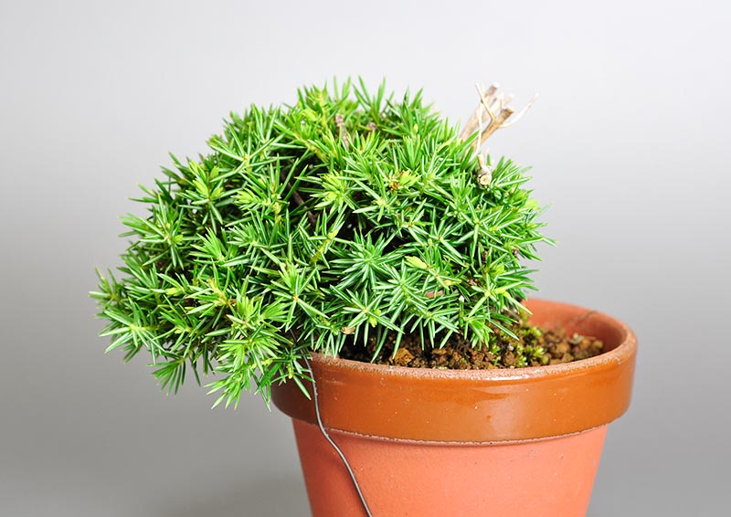 トショウA（としょう・杜松）ミニ盆栽を裏側から見た景色・Juniperus rigida bonsai