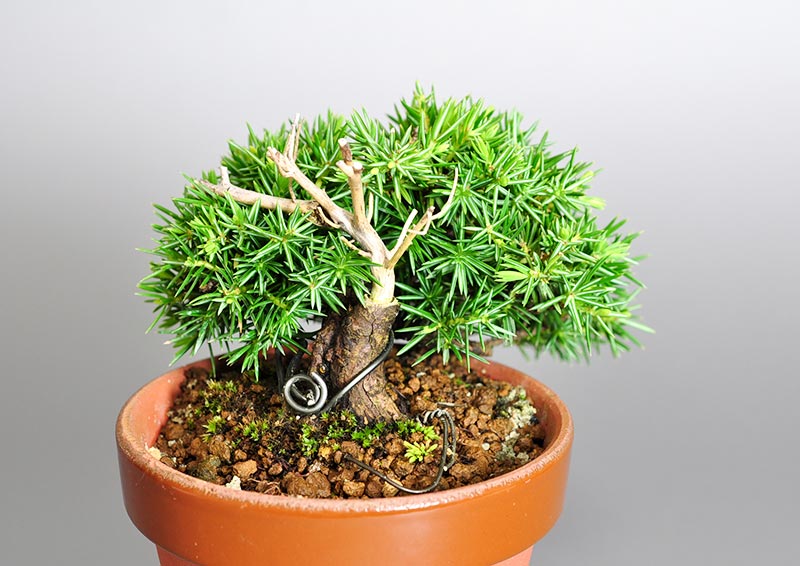 トショウA（としょう・杜松）ミニ盆栽を左側から見た景色・Juniperus rigida bonsai