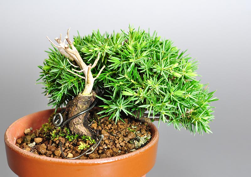 トショウA（としょう・杜松）ミニ盆栽を別側から見た景色・Juniperus rigida bonsai