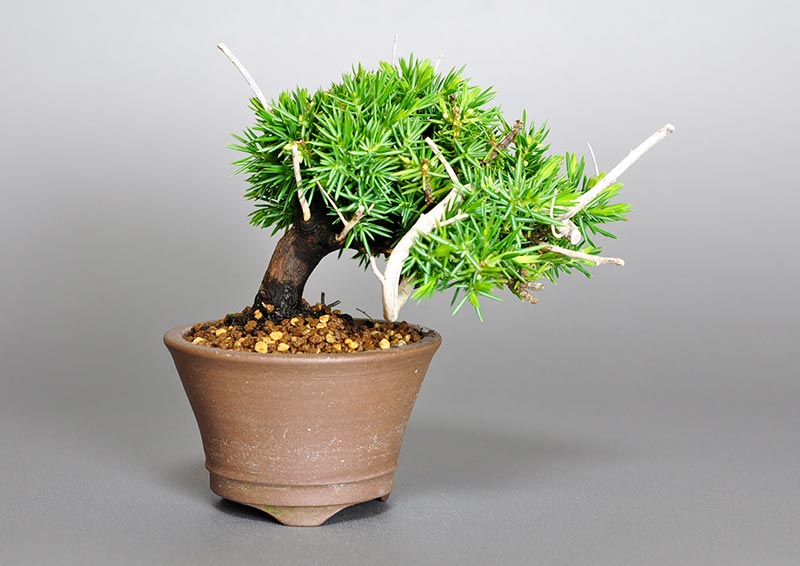 トショウB（としょう・杜松）ミニ盆栽の販売と育て方・作り方・Juniperus rigida bonsai