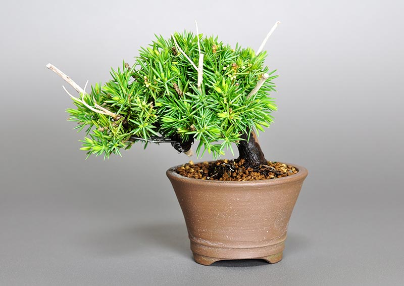 トショウB（としょう・杜松）ミニ盆栽を裏側から見た景色・Juniperus rigida bonsai