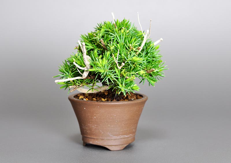 トショウB（としょう・杜松）ミニ盆栽を右側から見た景色・Juniperus rigida bonsai