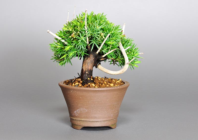 トショウB（としょう・杜松）ミニ盆栽を左側から見た景色・Juniperus rigida bonsai