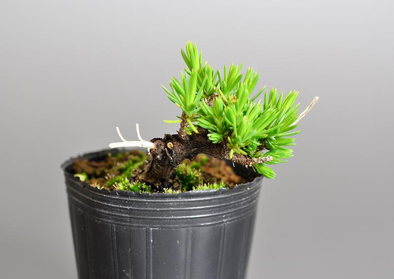 トショウC（としょう・杜松）プチ盆栽を裏側から見た景色・Juniperus rigida bonsai