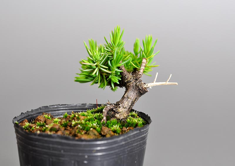 トショウC（としょう・杜松）プチ盆栽を右側から見た景色・Juniperus rigida bonsai