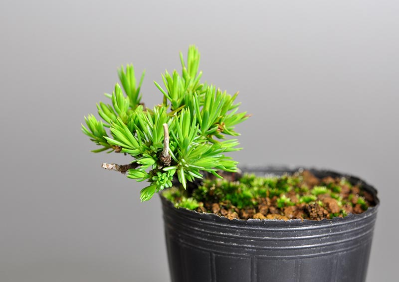 トショウC（としょう・杜松）プチ盆栽を左側から見た景色・Juniperus rigida bonsai