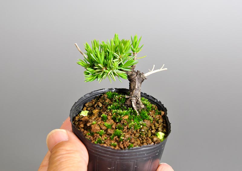 トショウC（としょう・杜松）プチ盆栽を別側から見た景色・Juniperus rigida bonsai