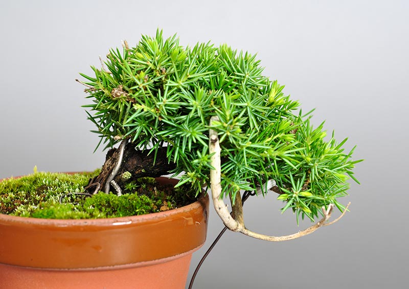トショウD-1（としょう・杜松）松柏盆栽の販売と育て方・作り方・Juniperus rigida bonsai photo