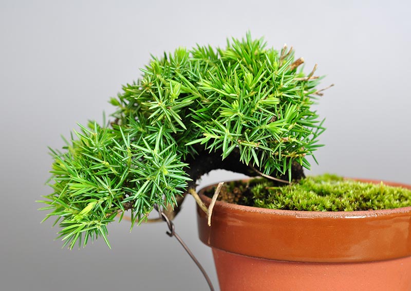 トショウD-1（としょう・杜松）松柏盆栽を裏側から見た景色・Juniperus rigida bonsai photo