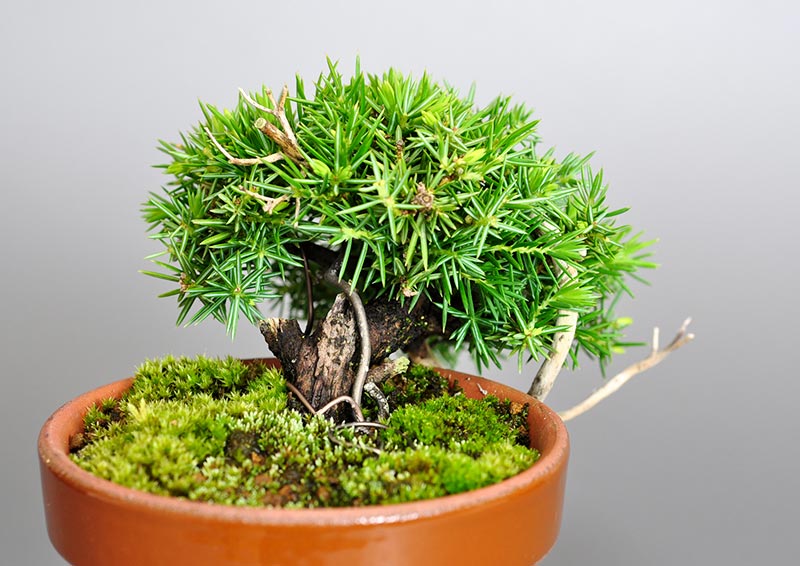 トショウD-1（としょう・杜松）松柏盆栽を左側から見た景色・Juniperus rigida bonsai photo