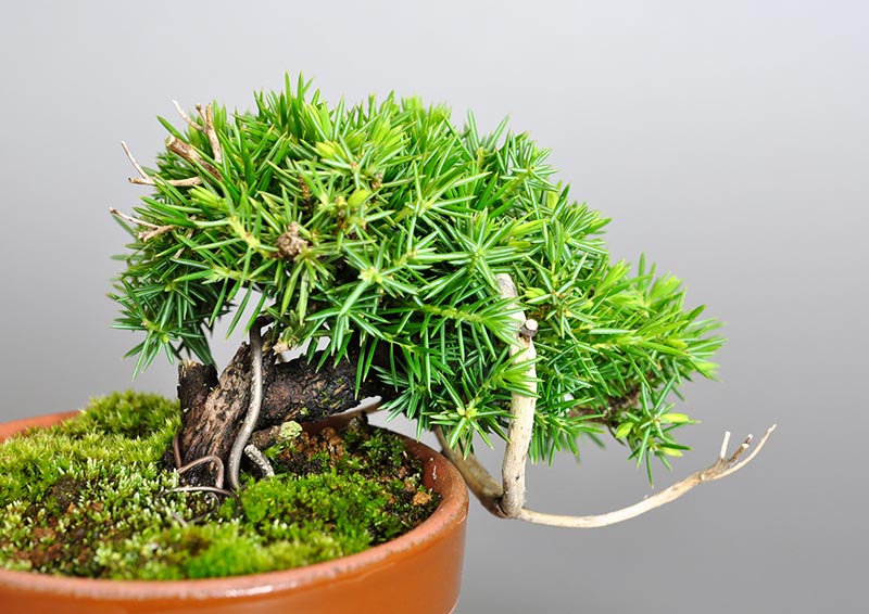 トショウD-1（としょう・杜松）松柏盆栽を別側から見た景色・Juniperus rigida bonsai photo