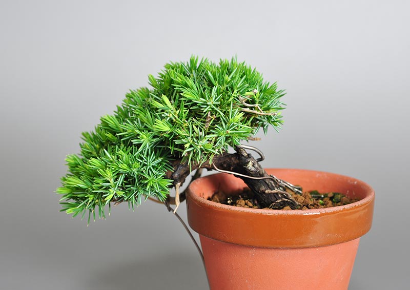 トショウD（としょう・杜松）松柏盆栽を裏側から見た景色・Juniperus rigida bonsai photo