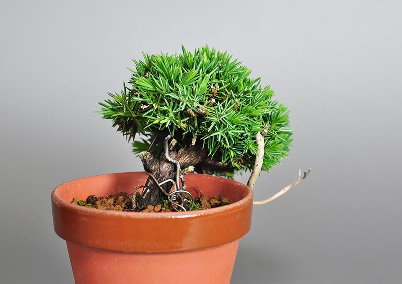 トショウD（としょう・杜松）松柏盆栽を左側から見た景色・Juniperus rigida bonsai photo