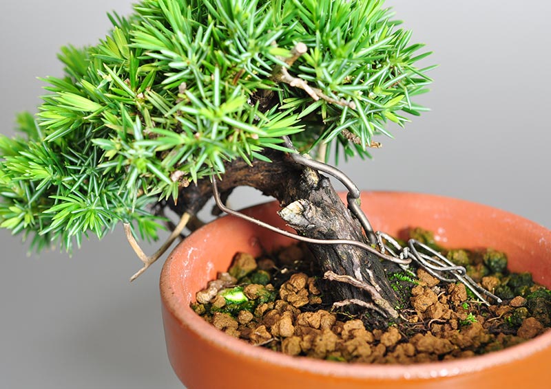 トショウD（としょう・杜松）松柏盆栽を別側から見た景色・Juniperus rigida bonsai photo