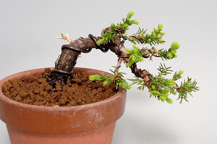 トショウE（としょう・杜松）ミニ盆栽の販売と育て方・作り方・Juniperus rigida bonsai