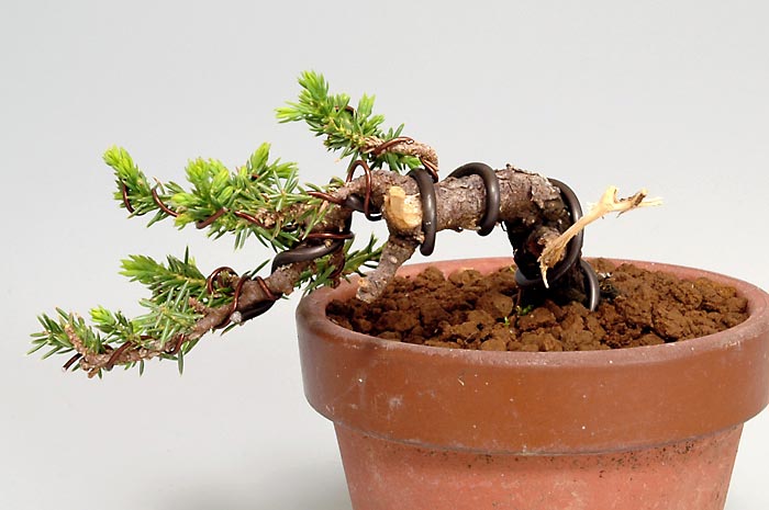 トショウE（としょう・杜松）ミニ盆栽を裏側から見た景色・Juniperus rigida bonsai