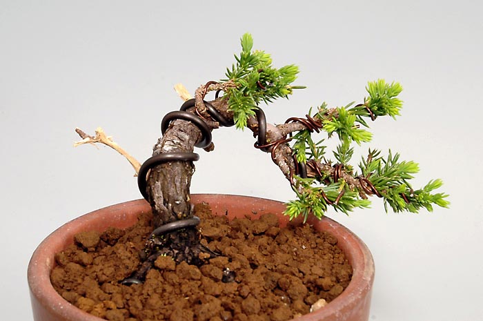 トショウE（としょう・杜松）ミニ盆栽を左側から見た景色・Juniperus rigida bonsai