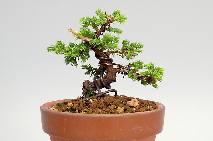 トショウF（としょう・杜松）松柏盆栽の販売と育て方・作り方・Juniperus rigida bonsai