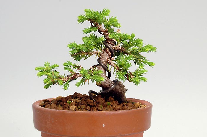 ミニ盆栽・トショウF（としょう・杜松）松柏盆栽を裏側から見た景色・Juniperus rigida bonsai