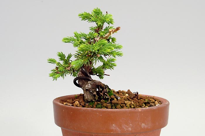 ミニ盆栽・トショウF（としょう・杜松）松柏盆栽を左側から見た景色・Juniperus rigida bonsai