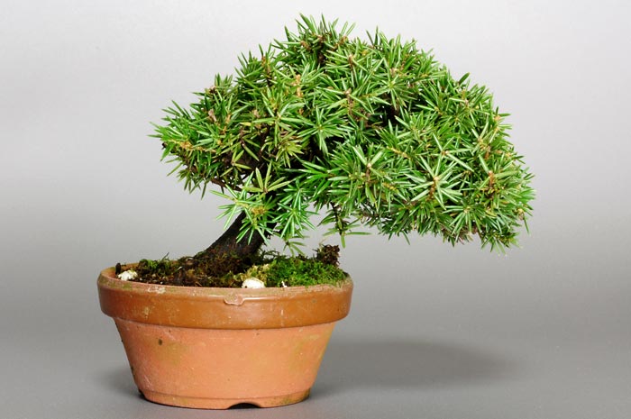 ミニ盆栽・トショウG（としょう・杜松）松柏盆栽を裏側から見た景色・Juniperus rigida bonsai