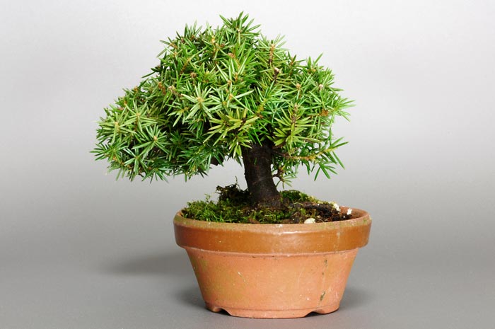 ミニ盆栽・トショウG（としょう・杜松）松柏盆栽を右側から見た景色・Juniperus rigida bonsai