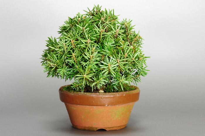 ミニ盆栽・トショウG（としょう・杜松）松柏盆栽を左側から見た景色・Juniperus rigida bonsai