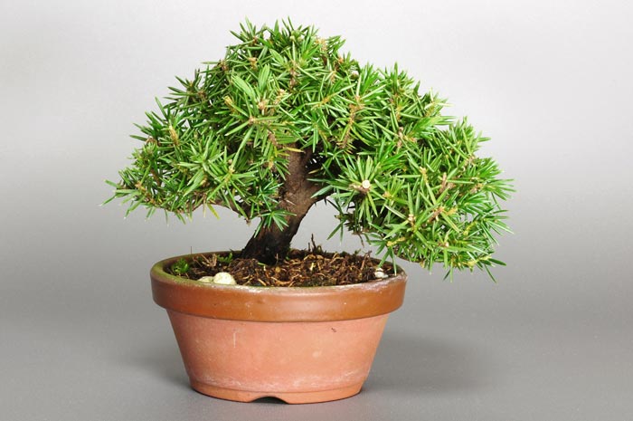 トショウH-1（としょう・杜松）松柏盆栽の販売と育て方・作り方・Juniperus rigida bonsai