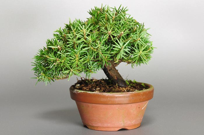 ミニ盆栽・トショウH-1（としょう・杜松）松柏盆栽を裏側から見た景色・Juniperus rigida bonsai