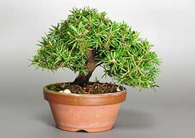 トショウH（としょう・杜松）松柏盆栽の成長記録-1・Juniperus rigida bonsai