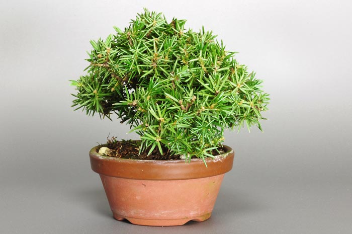 ミニ盆栽・トショウH-1（としょう・杜松）松柏盆栽を右側から見た景色・Juniperus rigida bonsai