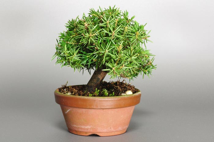 ミニ盆栽・トショウH-1（としょう・杜松）松柏盆栽を左側から見た景色・Juniperus rigida bonsai