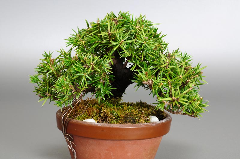 トショウH（としょう・杜松）松柏盆栽の販売と育て方・作り方・Juniperus rigida bonsai