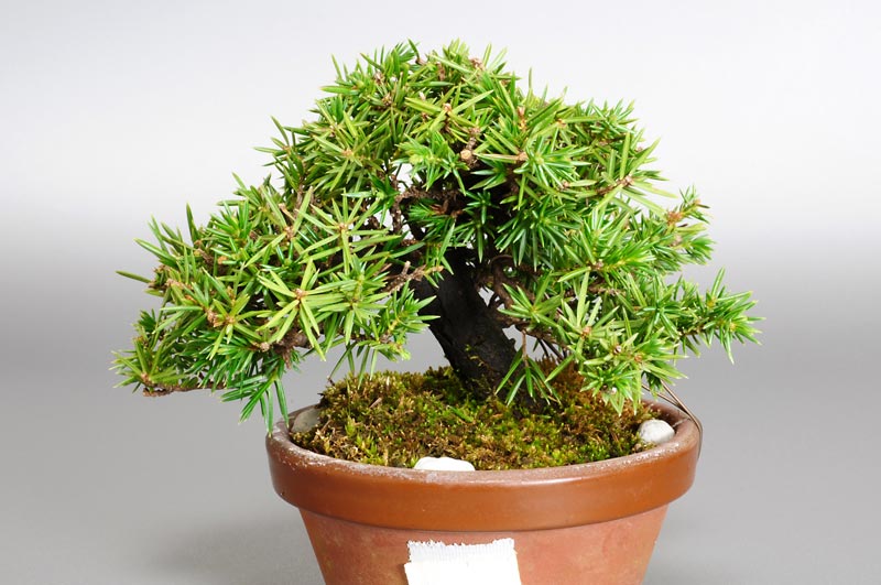 ミニ盆栽・トショウH（としょう・杜松）松柏盆栽を裏側から見た景色・Juniperus rigida bonsai