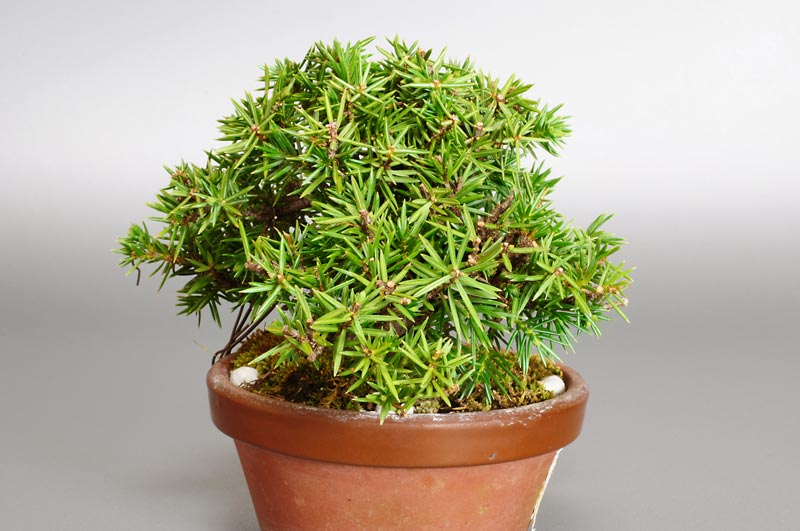 ミニ盆栽・トショウH（としょう・杜松）松柏盆栽を右側から見た景色・Juniperus rigida bonsai