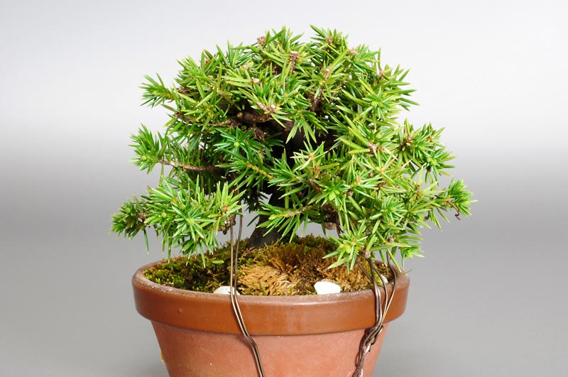 ミニ盆栽・トショウH（としょう・杜松）松柏盆栽を左側から見た景色・Juniperus rigida bonsai