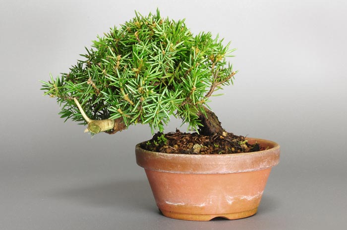 トショウI（としょう・杜松）松柏盆栽の販売と育て方・作り方・Juniperus rigida bonsai photo