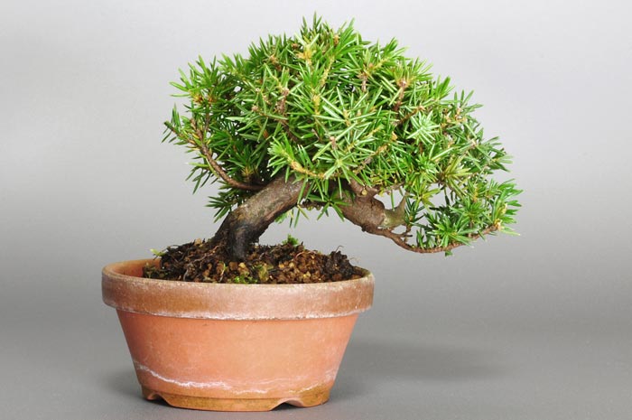 トショウI（としょう・杜松）松柏盆栽を裏側から見た景色・Juniperus rigida bonsai photo