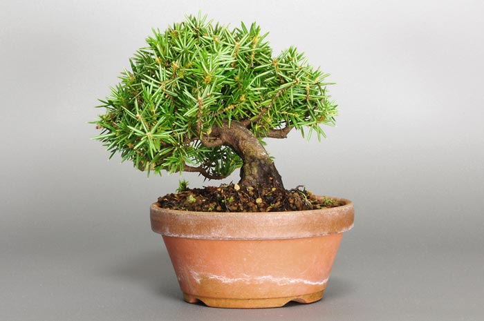 トショウI（としょう・杜松）松柏盆栽を右側から見た景色・Juniperus rigida bonsai photo