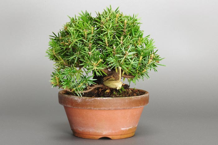 トショウI（としょう・杜松）松柏盆栽を左側から見た景色・Juniperus rigida bonsai photo