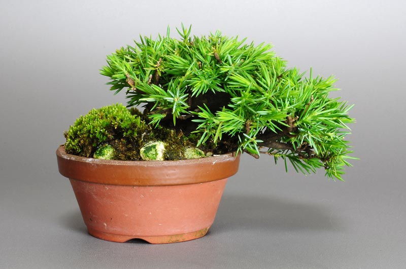 トショウ-J-1（としょう・杜松）松柏盆栽の販売と育て方・作り方・Juniperus rigida bonsai